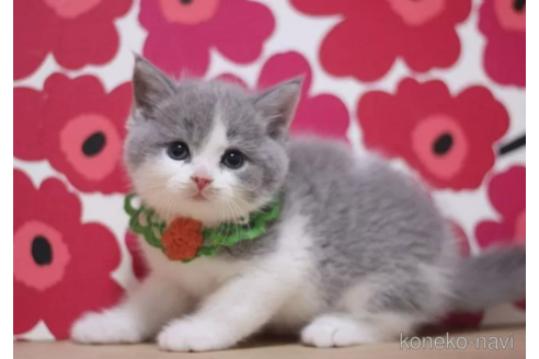 成約済の東京都のスコティッシュフォールド-100483の1枚目